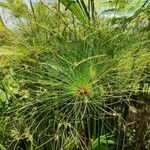 Cyperus giganteus Frunză