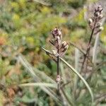 Anticlea elegans Blomma