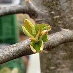 Malus sylvestris Fuelha