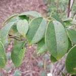 Holboellia coriacea Leaf