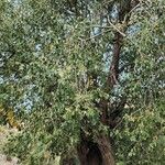Salix acmophylla Habit