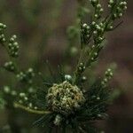 Artemisia biennis Kvet