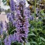 Nepeta nervosaFlower