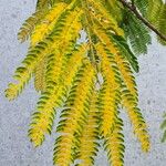 Albizia julibrissin葉