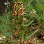 Pedicularis racemosa Плод