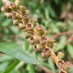 Melaleuca rugulosa Fruit