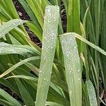 Chasmanthe aethiopica Leaf