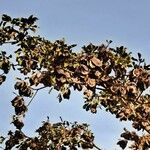 Terminalia prunioides Fruit
