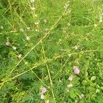 Mimosa diplotricha പുഷ്പം