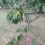 Erythrina herbacea عادت داشتن