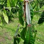 Quassia amara Hoja