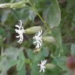 Silene arabica Hábitos