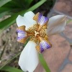 Neomarica northiana Flor