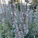 Salvia apiana Flower