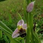 Ophrys apifera Blomst