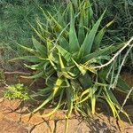 Aloe powysiorum Leaf