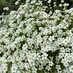 Saxifraga hypnoides Fula