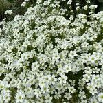 Saxifraga hypnoides Flor