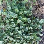 Malva sylvestris Blatt