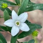 Psychotria deverdiana Kukka