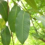 Terminalia arjuna List