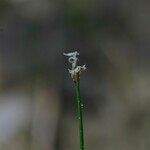 Eleocharis acicularis 花