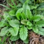 Jacobaea aquatica Hoja