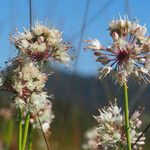 Allium suaveolens Цветок