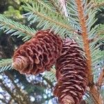 Picea brachytyla Fruto