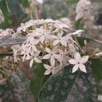 Acokanthera oppositifolia 花