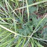 Cirsium tuberosum ഇല