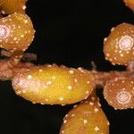 Hymenodictyon perrieri Other