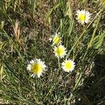 Malacothrix californica Flower