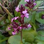 Fedia graciliflora പുഷ്പം