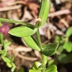 Centaurium pulchellum Ліст