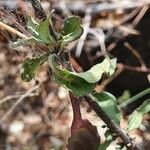 Crossandra massaica Foglia