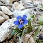 Lysimachia foemina Flor