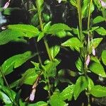 Epilobium alsinifolium List