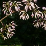 Ardisia auriculata Квітка