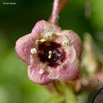 Ribes lacustre Цветок