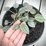 Peperomia albovittata Ліст