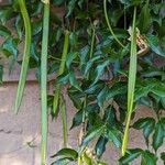 Dolichandra unguis-cati Frucht