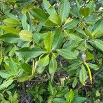 Rhizophora mangle Blatt