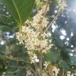 Osmanthus fragrans 花