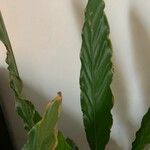 Calathea rufibarba Leaf
