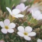 Androsace maxima Fula