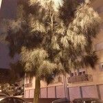 Casuarina cunninghamiana عادت داشتن