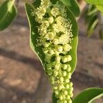 Phytolacca dioica果實