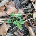 Ranunculus tuberosus Hábitos