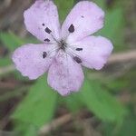 Dianthus pungensBlomst